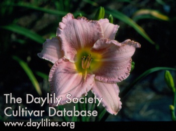 Daylily Westfield Lavender Simplicity